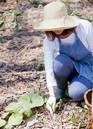 にんにくの自己栽培の収穫時期