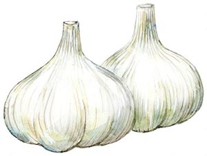 にんにくには多くの種類・品種が多く