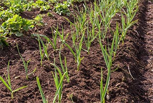 にんにくの芽摘み
