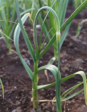 にんにくの芽はどのような野菜