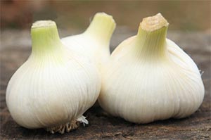 無臭にんにくは、にんにくの臭いを抑える働きがあるスコルジニンが普通のにんにくよりも多く