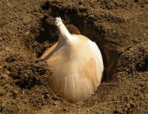 ジャンボにんにく