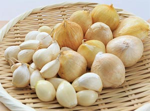 にんにく壱州早生