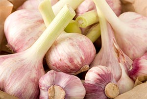 にんにく遠州極早生（えんしゅうごくわせ）