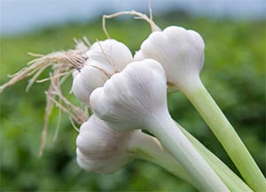 にんにくの収穫時期と特産地